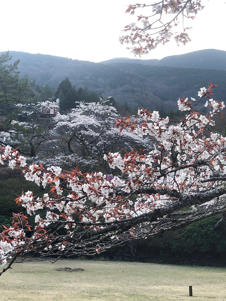 蓬莱園の桜