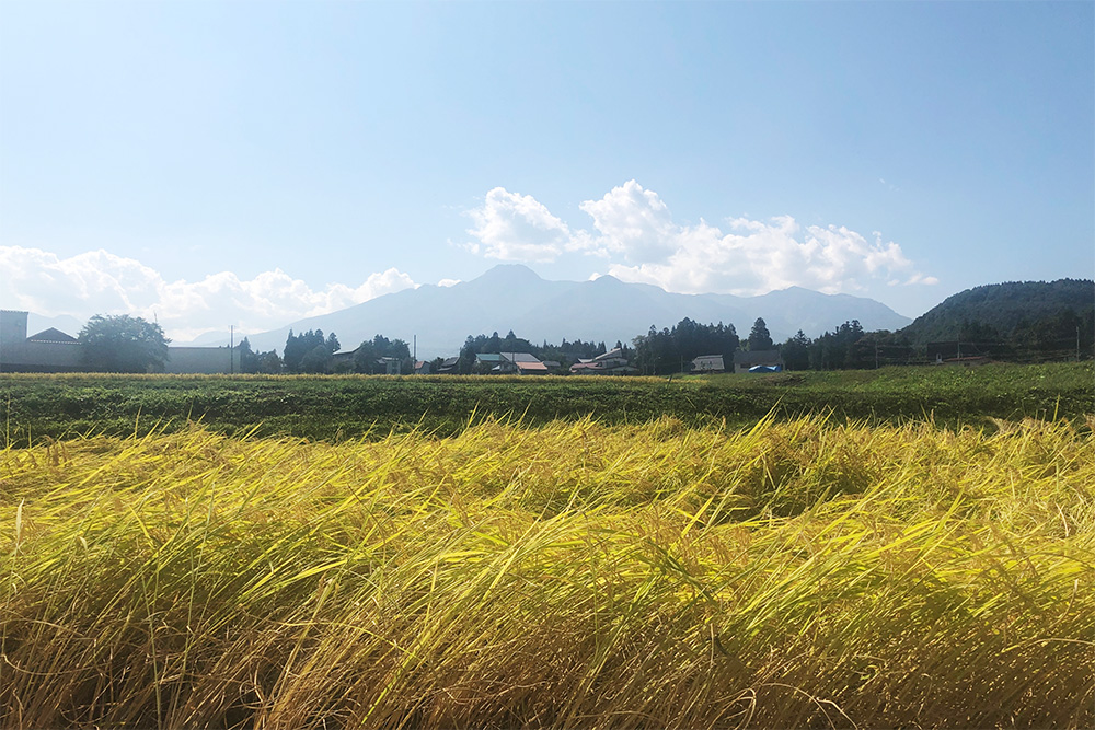 妙高山と田んぼ