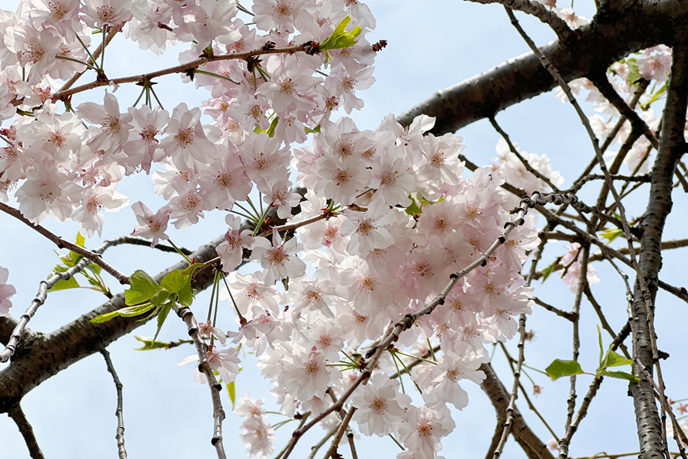 桜