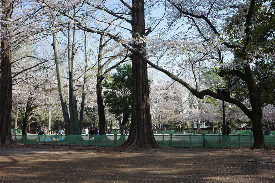 林試の森公園