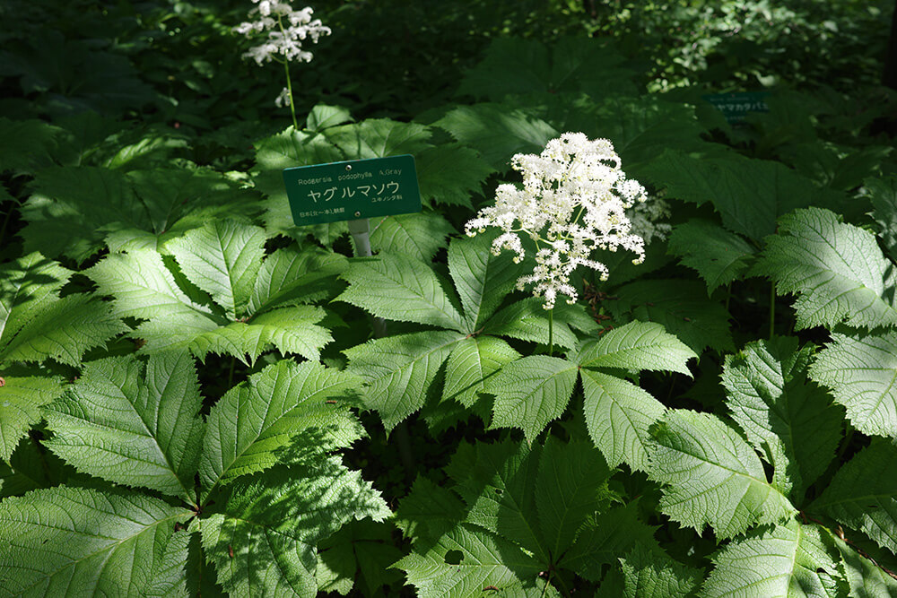 日光植物園