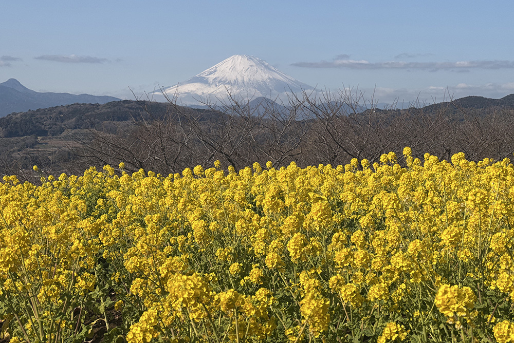 吾妻山公園