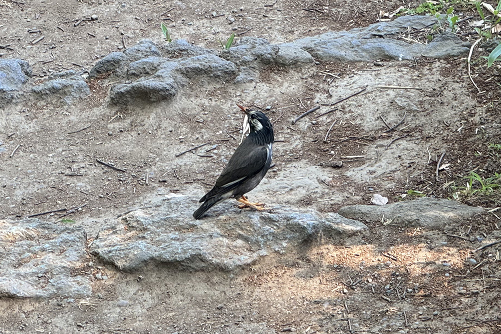 六義園