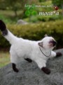 [ペット][子猫][猫][ネコ][ねこ][雑貨][羊毛フェルト][ハンドメイド][20110531]