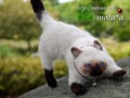 [ペット][子猫][猫][ネコ][ねこ][雑貨][羊毛フェルト][ハンドメイド][20110531]