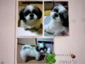 [犬ぬいぐるみ][オーダーぬいぐるみ][シーズ][Ши-тцу][Shih Tzu]