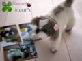 [犬ぬいぐるみ][オーダーぬいぐるみ][シーズ][Ши-тцу][Shih Tzu]