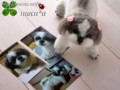 [犬ぬいぐるみ][オーダーぬいぐるみ][シーズ][Ши-тцу][Shih Tzu]