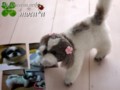 [犬ぬいぐるみ][オーダーぬいぐるみ][シーズ][Ши-тцу][Shih Tzu]