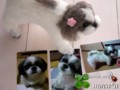 [犬ぬいぐるみ][オーダーぬいぐるみ][シーズ][Ши-тцу][Shih Tzu]