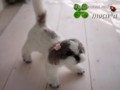 [犬ぬいぐるみ][オーダーぬいぐるみ][シーズ][Ши-тцу][Shih Tzu]