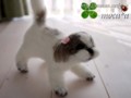 [犬ぬいぐるみ][オーダーぬいぐるみ][シーズ][Ши-тцу][Shih Tzu]