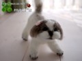 [犬ぬいぐるみ][オーダーぬいぐるみ][シーズ][Ши-тцу][Shih Tzu]