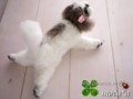 [犬ぬいぐるみ][オーダーぬいぐるみ][シーズ][Ши-тцу][Shih Tzu]