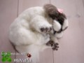 [犬ぬいぐるみ][オーダーぬいぐるみ][シーズ][Ши-тцу][Shih Tzu]