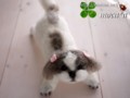 [犬ぬいぐるみ][オーダーぬいぐるみ][シーズ][Ши-тцу][Shih Tzu]