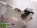 [犬ぬいぐるみ][オーダーぬいぐるみ][シーズ][Ши-тцу][Shih Tzu]