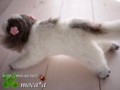 [犬ぬいぐるみ][オーダーぬいぐるみ][シーズ][Ши-тцу][Shih Tzu]