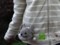 [Cat][chat][猫][кошка][ネコ][子猫][ヒマラヤン][猫][ペット][依頼]