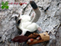 [ぬいぐるみ][袋モモンガ][モモンガ][猫][誕生日][雑貨][オーダーメイド][プレゼント][ウェルカムボード][結婚式]