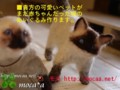 [猫][犬][モカ][ヒマラヤン][オーダーメイド][ぬいぐるみ][写真を基に][制作]