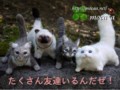 [猫][犬][モカ][ヒマラヤン][オーダーメイド][ぬいぐるみ][写真を基に][制作]