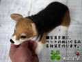 [コーギー犬][犬][ぬいぐるみ][オーダーメイド][制作][モカ]