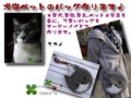 [帽子][ペット][犬][猫][雑貨][オーダーメイド]
