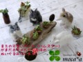 [ハムスター][ゴールデンハムスター][ジャンガリアンハムス][ぬいぐ  るみ][オーダーメイド][ロボロフスキーハムス][飼う][種類][モカ]