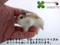 [ハムスター][ゴールデンハムスター][ジャンガリアンハムス][ぬいぐ  るみ][オーダーメイド][ロボロフスキーハムス][飼う][種類][モカ]