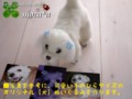 [コーギー犬][犬][ぬいぐるみ][オーダーメイド][制作][モカ][マルチーズ犬][クロパグ犬][制作][モカ]