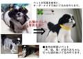 [コーギー犬][犬][ぬいぐるみ][オーダーメイド][制作][モカ][マルチーズ犬][クロパグ犬][制作][モカ]