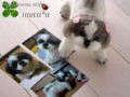 [ペット][犬][猫][ぬいぐるみ][羊毛フェルト][オーダーメイド]