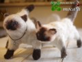 [ペット][犬][猫][ぬいぐるみ][羊毛フェルト][オーダーメイド]