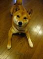 尾頭つき