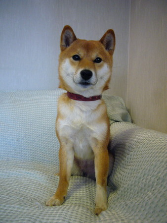 f:id:mocamama:20070312090218j:image