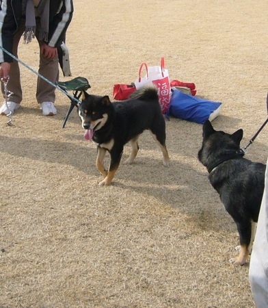 f:id:mocamama:20080120121941j:image