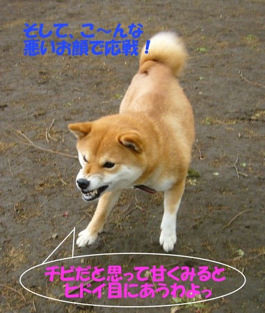 f:id:mocamama:20080420104307j:image