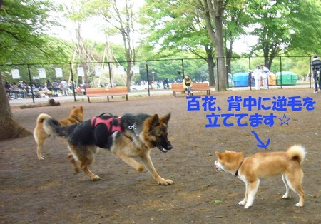 f:id:mocamama:20080420104312j:image