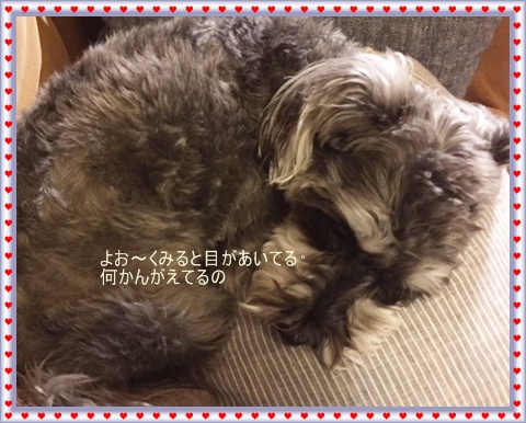 f:id:mocanon:20170516155137j:plain f:id:mocanon:20170516155137j:plain