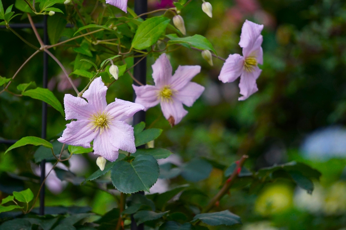 クレマチスで遊ぶ - りこの庭だより