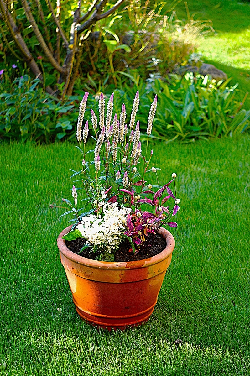 秋の寄せ植えを少し！ - りこの庭だより