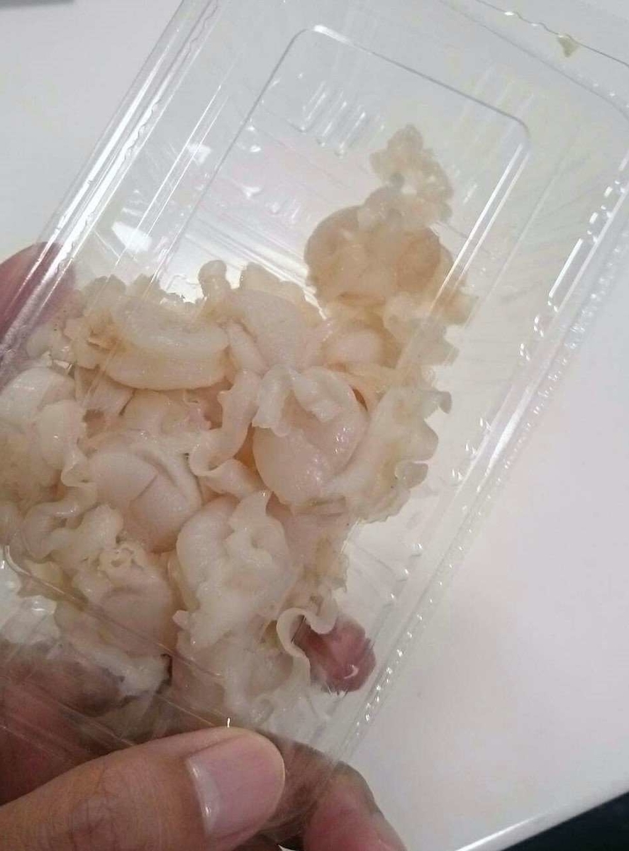 イタヤガイ イタヤ貝