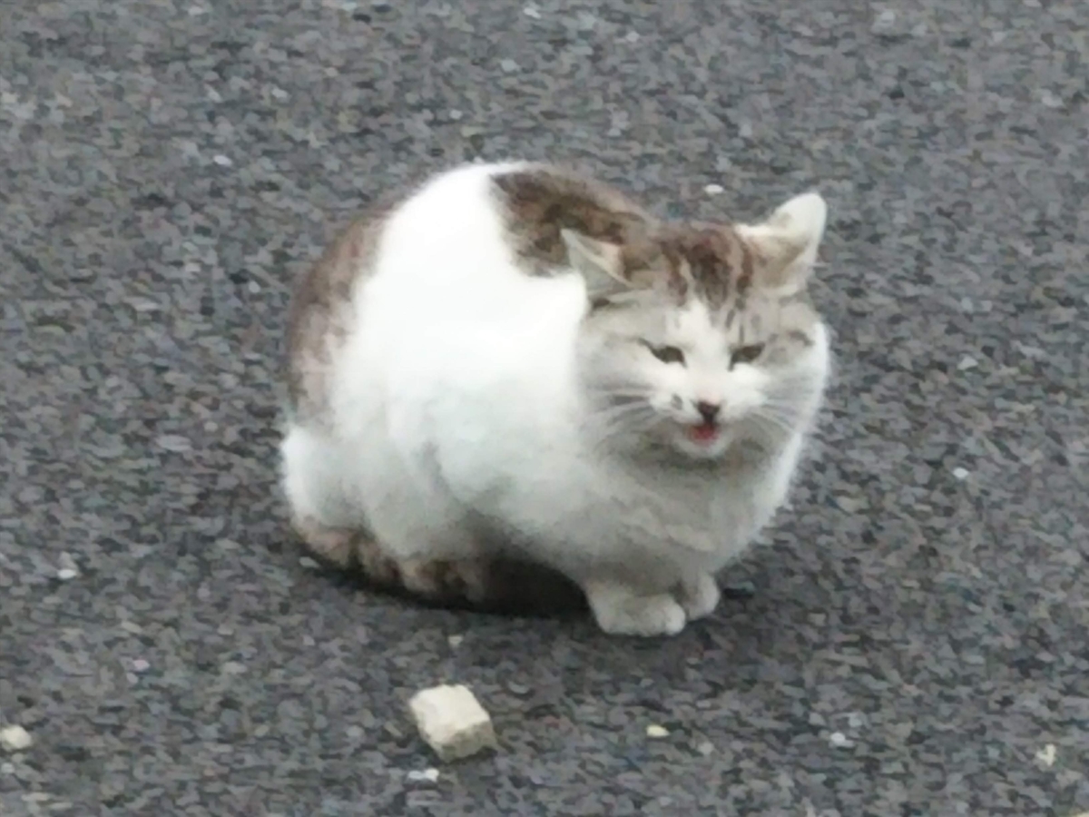f:id:mocchieworld:20191025211756j:plain