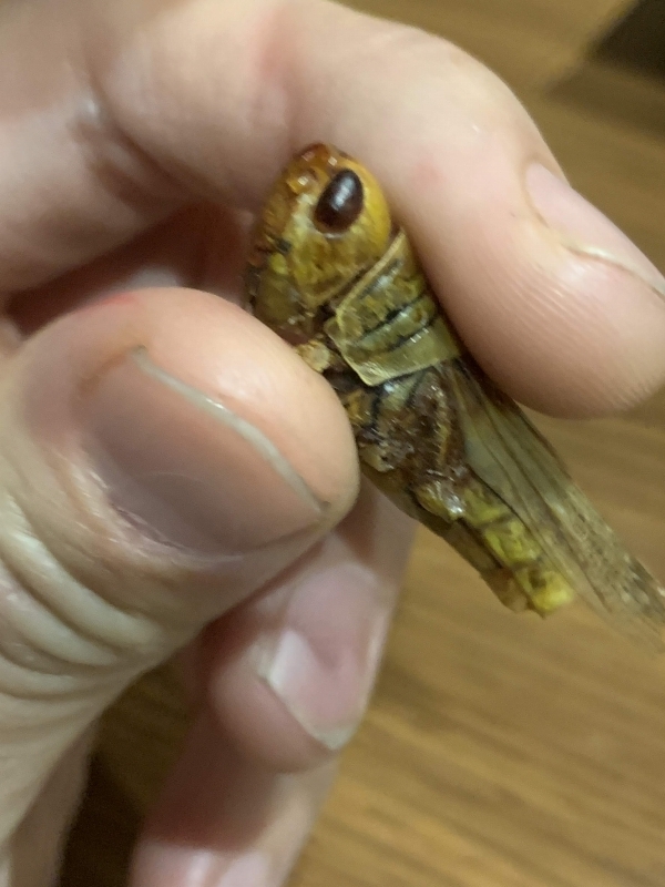 f:id:mocchipa:20191202202340j:plain