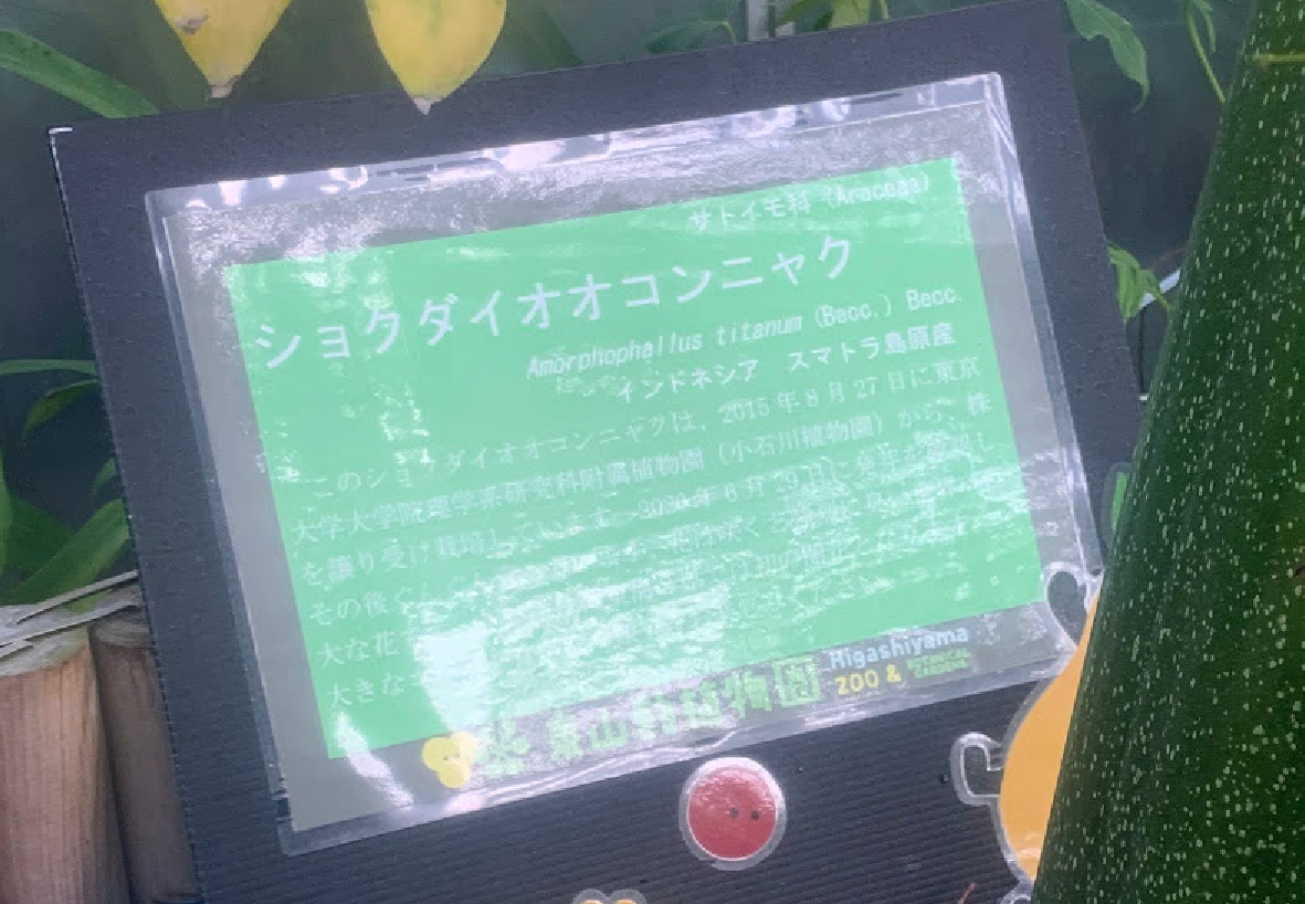 東山動植物園ショクダイオオコンニャク
