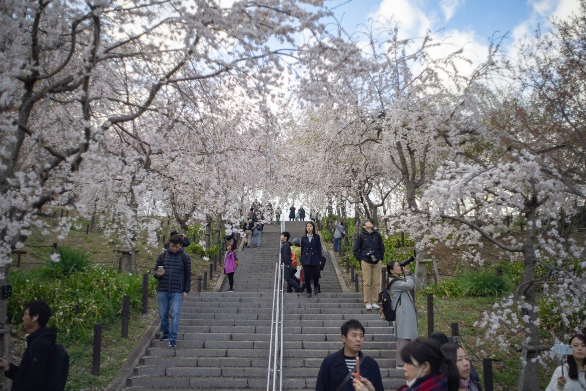 東山動植物園 桜の回廊