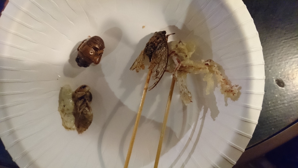 f:id:mocchixblog:20190313015159j:plain