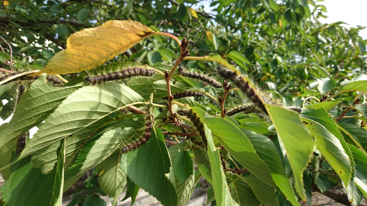f:id:mocchixblog:20190923133455j:plain f:id:mocchixblog:20190923133455j:plain