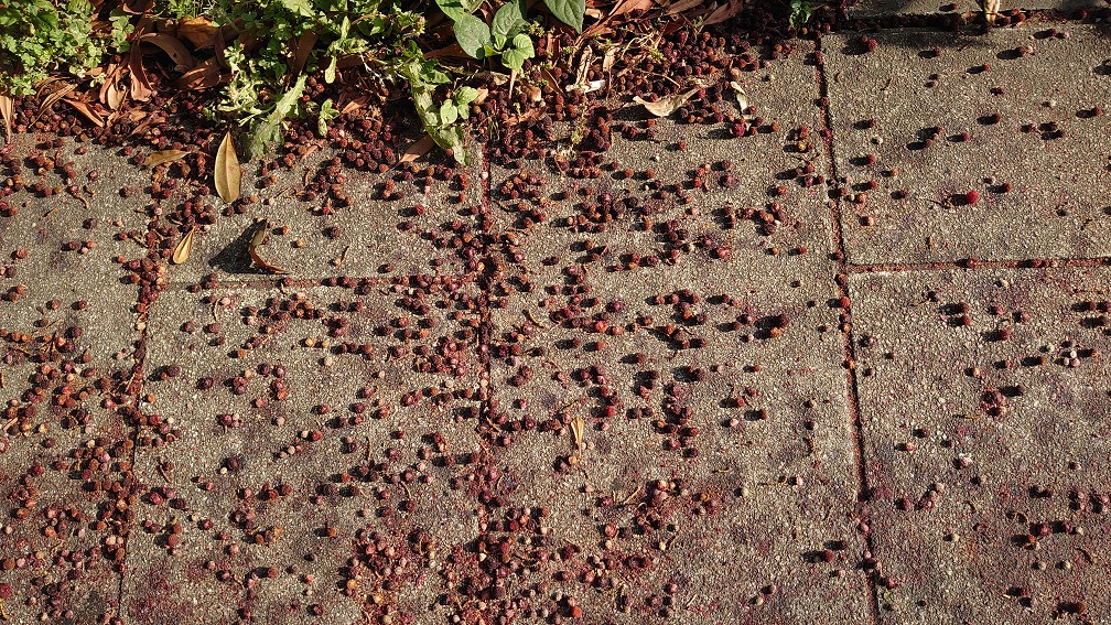 その辺に植えられている街路樹のヤマモモでシロップを作りました もちくすブログ ーお外で遊ぼうー